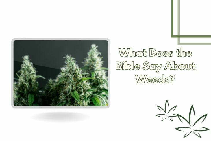 What Does the Bible Say about weed