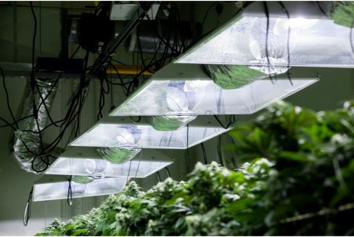 What You Have to Consider When Choosing LED Grow Lights