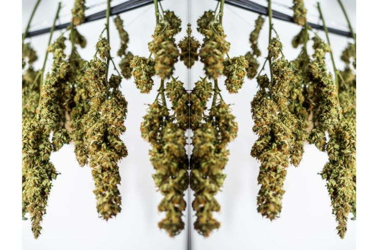 Why Do You Need to Dry Marijuana Plants