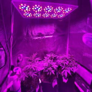 Why is it necessary to know about the LED grow light distance chart
