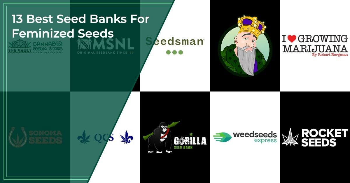 13 Best Seed Banks For Feminized Seeds