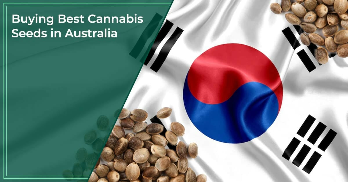 Buy Cannabis Seeds in South Korea