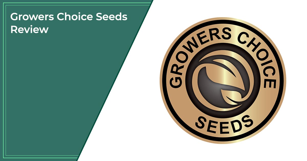 Growers Choice Seeds Review Most Reliable? in 2022/23
