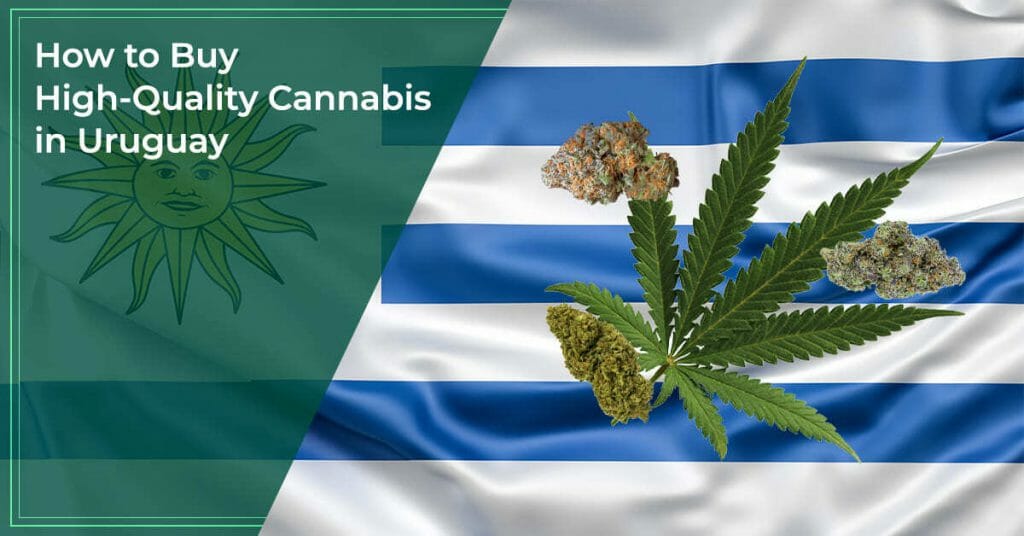 How to Buy High-Quality Cannabis in Uruguay