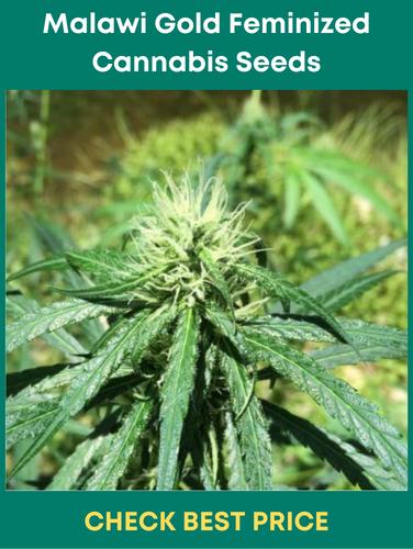 Malawi Gold Feminized Cannabis Seeds