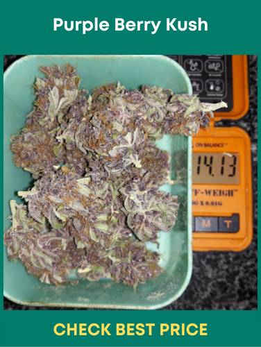 Purple Berry Kush