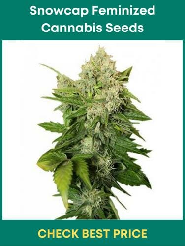 Snowcap Feminized Cannabis Seeds