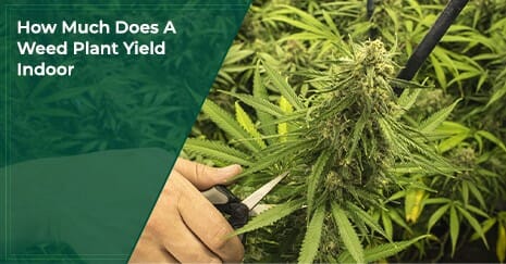 How Much Does A Weed Plant Yield Indoor