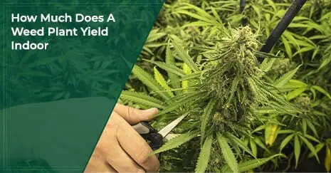 How Much Does A Weed Plant Yield Indoor