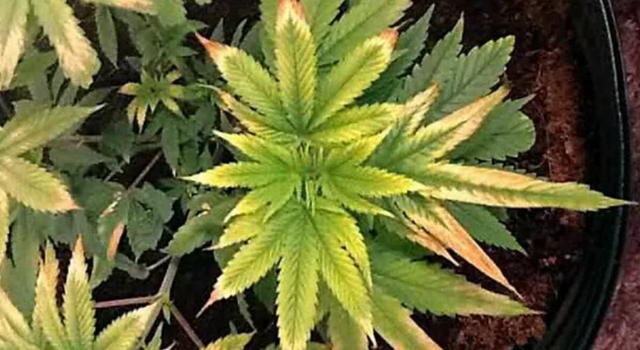 LIGHT STRESS IN CANNABIS LEAVES