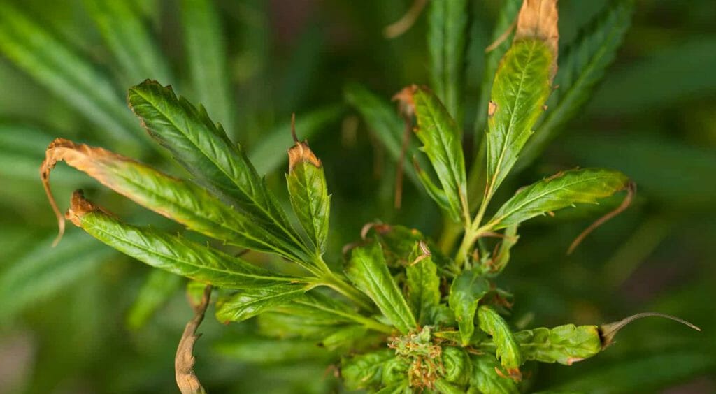 NITROGEN TOXICITY IN CANNABIS LEAVES