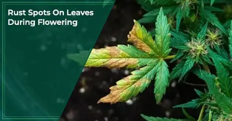 Rust Spots On Leaves During Flowering