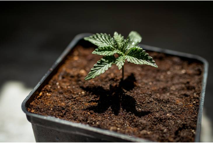 What You Should Look For in a Cannabis Seed Bank