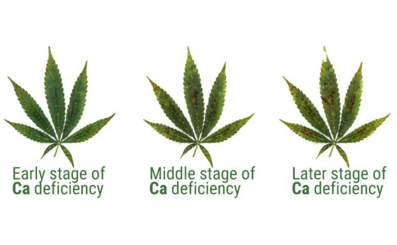 ca-mg-deficiency