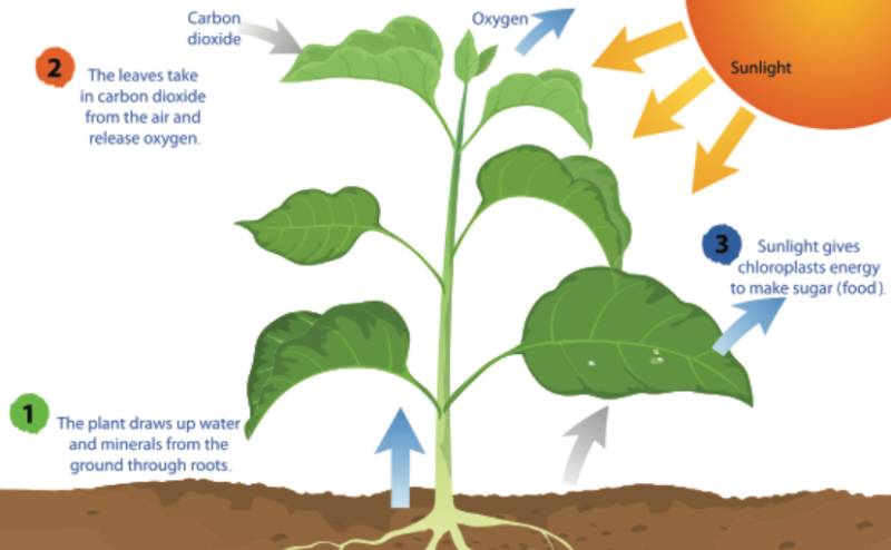 photosynthesis in plant