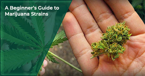 A Beginner’s Guide to Marijuana Strains