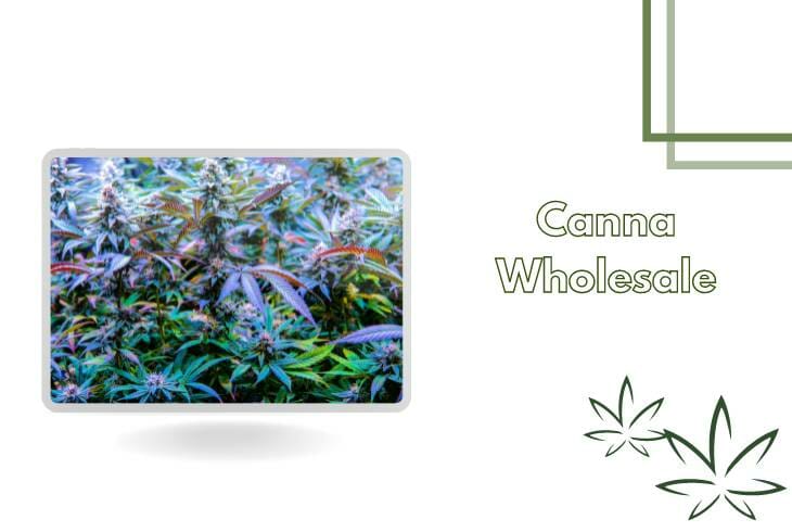 Canna Wholesalers Get Canna Wholesale With Quality