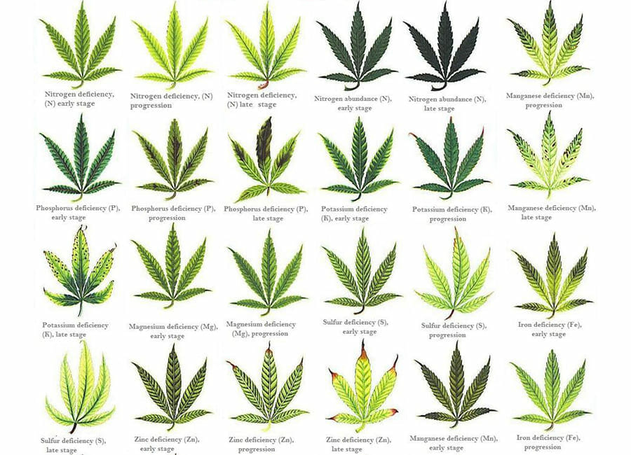 Different Types of Weed