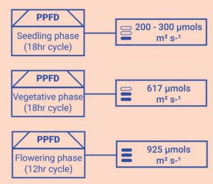 What Is PPFD For Flowering? - [Everything You Need To KNOW]