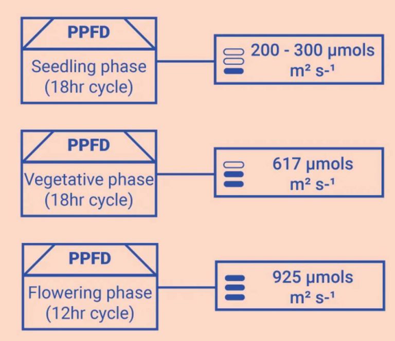 What Is PPFD For Flowering? [Everything You Need to KNOW]