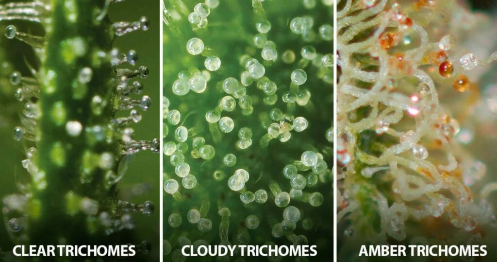 Know If Trichomes Are Ripened Or Not