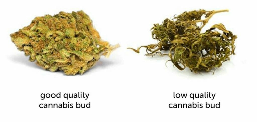 Ripe Marijuana Bud Vs. Unripe Marijuana Bud