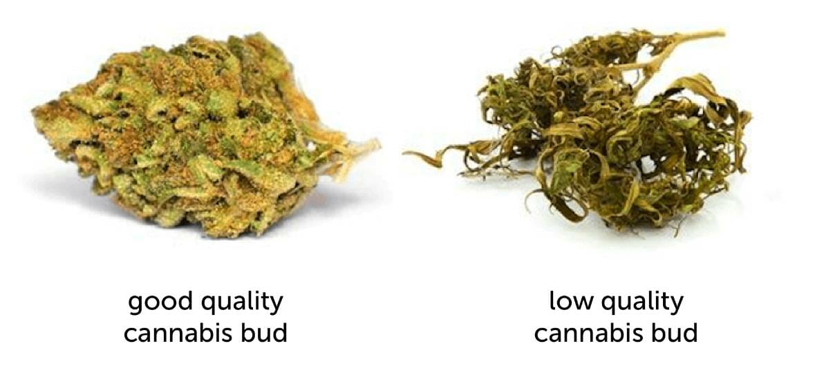 Over Ripe Buds When To Harvest