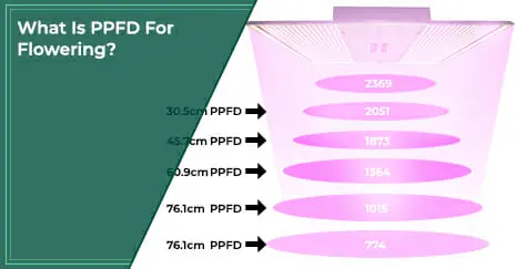 What Is PPFD For Flowering