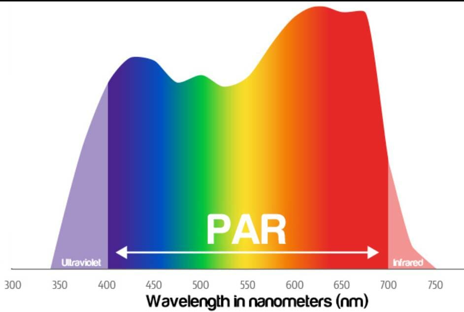 What Is Photosynthetically Active Radiation (PAR)