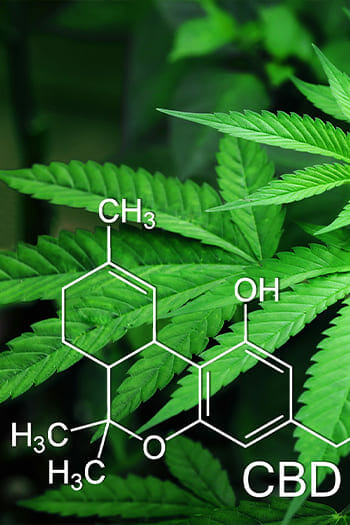 Legalization of Medical Marijuana