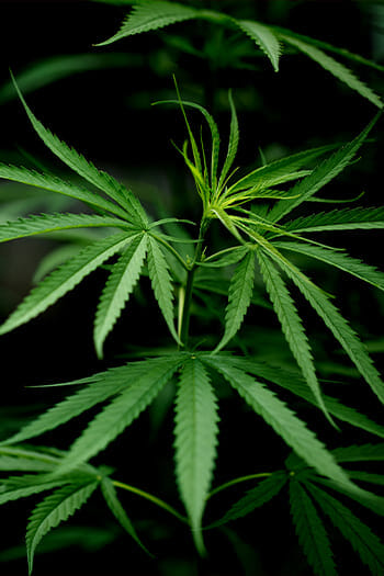 North Carolina Cannabis Decriminalization 