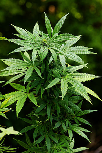 Recreational Marijuana in North Carolina