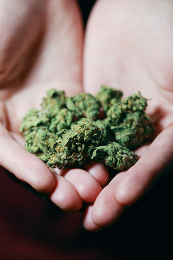 an Cause Alarming Increase in Marijuana